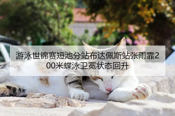 you-yong-shi-jin-sai-duan-chi-fen-zhan-bu-da-pei-si-zhan-zhang-yu-fei-mi-die-yong-wei-mian-zhuang-tai-hui-sheng-2-954.jpg
